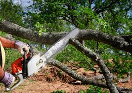 Best Tree Health Inspection  in Bermuda Dunes, CA